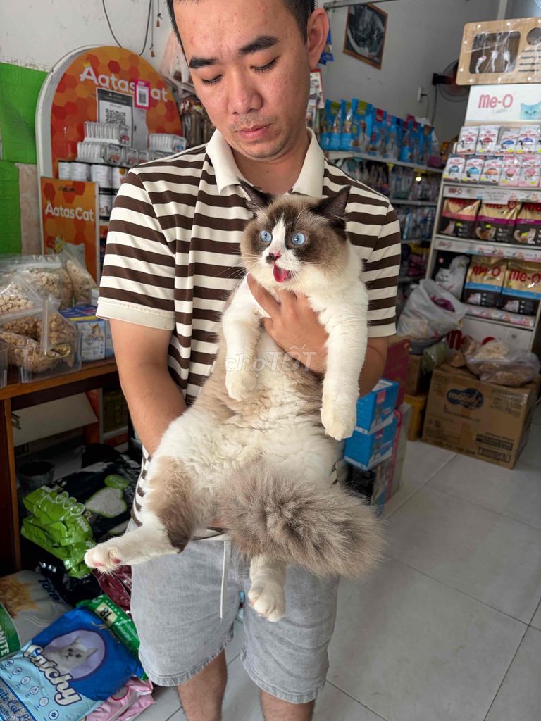 Mèo Ragdoll, thuần chủng, cái 9 tháng. Mua bán Mèo tại Quận Ngũ Hành Sơn Đà Nẵng được đăng bởi Hưng Đặng hình 1