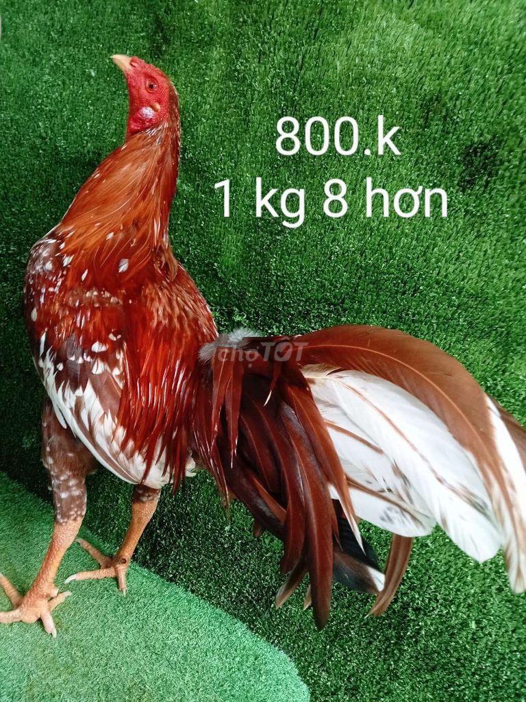 Khét bông trạng lỡ 1 kg 8 hơn .ga zin