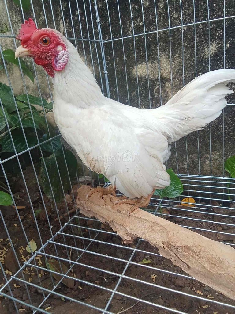 Gà trống Đực màu Trắng. Mua bán Gà tại Huyện An Lão Hải Phòng được đăng bởi Hải Ba Số hình 1