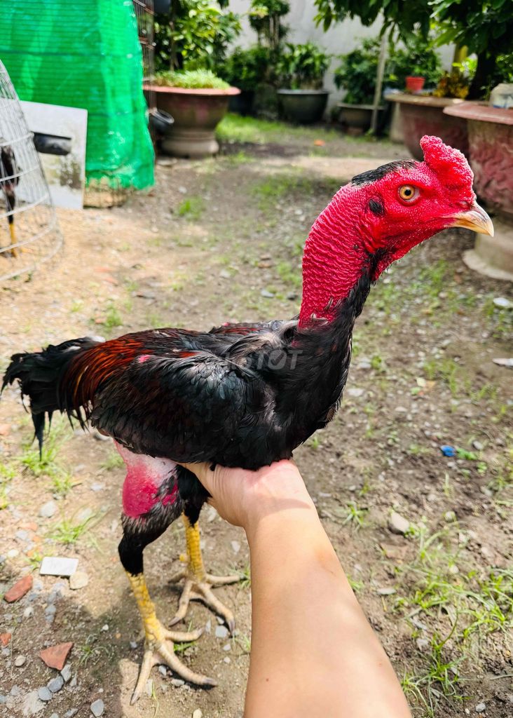 Gà Đòn điều tơ zin hiện 2kg90. Mua bán Gà tại Huyện Củ Chi Tp Hồ Chí Minh được đăng bởi HẬN LÊ hình 1