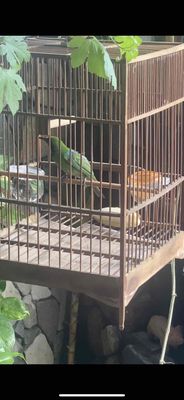 thanh tướt,7 màu,sdd,bông lâu,rẻ quạt,huýt cô. Mua bán Chim tại Quận Bình Thạnh Tp Hồ Chí Minh được đăng bởi Venom