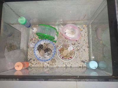 Chuột hamster giá rẻ Cao Lãnh