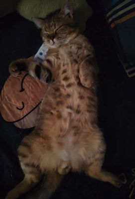 Mèo Anh lông ngắn đực 1.5 năm