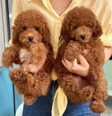 chó Poodle Nâu Đỏ 5Tháng Tyni Thuần Chủng. Mua bán Chó tại Quận Gò Vấp Tp Hồ Chí Minh được đăng bởi Xe tự lái