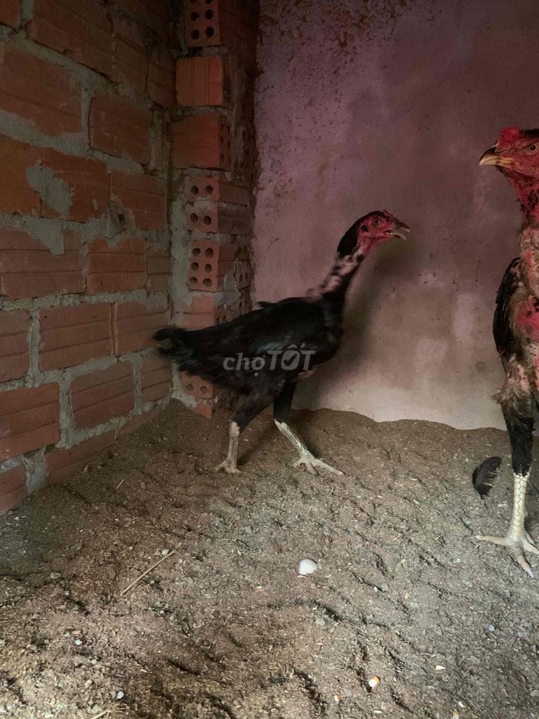 Mái ô chân xanh. Mua bán Gà tại Huyện Quế Sơn Quảng Nam được đăng bởi gà đá hình 1