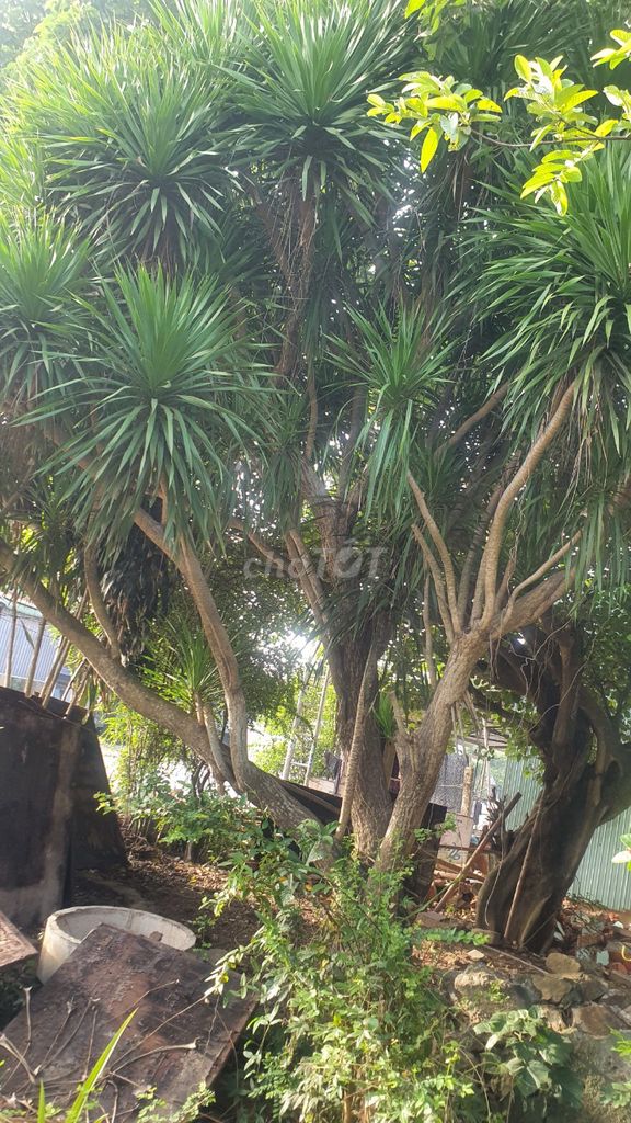 Cây xác máu trồng rất lâu,dáng đẹp,gốc to 1,9m. Mua bán Cây cảnh, đồ trang trí tại Thị xã Hoài Nhơn Bình Định được đăng bởi Vu hình 1