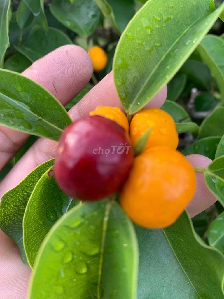 Cây Sanh đế đẹp, già cây, nhiều quả. Mua bán Cây cảnh, đồ trang trí tại Thành phố Thủ Đức Tp Hồ Chí Minh được đăng bởi Bonsai Quang Châu  hình 1