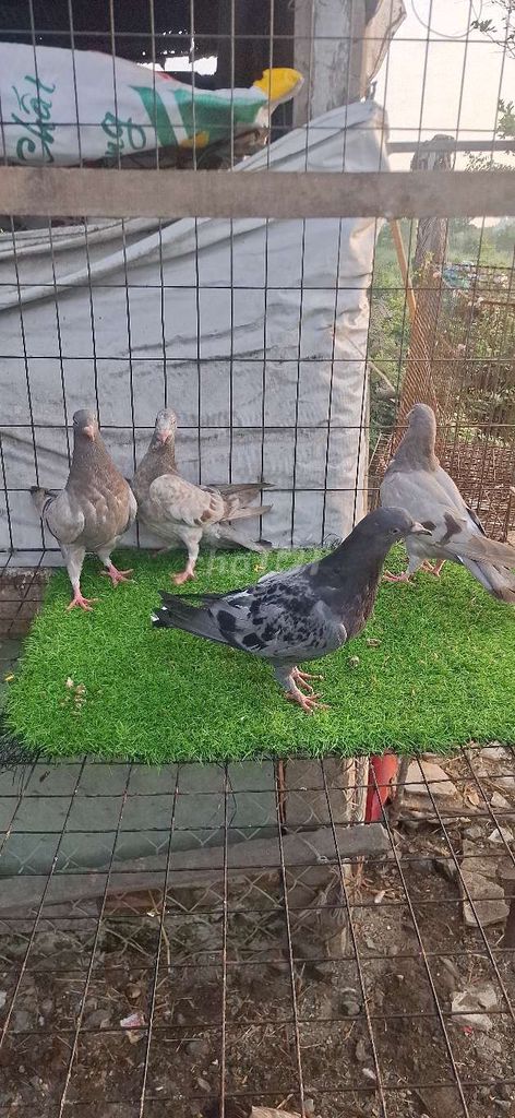 Chim Bồ câu Két, Titan. Mua bán Chim tại Huyện Châu Phú An Giang được đăng bởi La Hưng hình 1