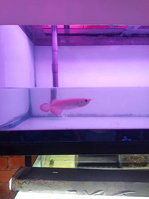 Cá rồng huyết long bạch ngọc. Mua bán Thú cưng khác tại Thành phố Thủ Đức Tp Hồ Chí Minh được đăng bởi bình