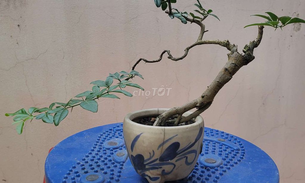 Cây cảnh Kim Quýt Thái Mini Lâu năm. Mua bán Cây cảnh, đồ trang trí tại Quận Bình Thạnh Tp Hồ Chí Minh được đăng bởi Chính Chủ hình 1
