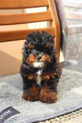 poodle phantom màu siêu hiếm. Mua bán Chó tại Thành phố Thủ Đức Tp Hồ Chí Minh được đăng bởi Phạm trung