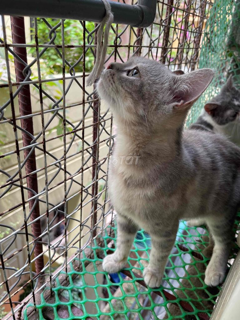 Mèo Tabby đực 8 tháng. Mua bán Mèo tại Quận Tây Hồ Hà Nội được đăng bởi Chị Vân hình 1