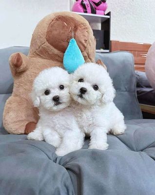 POODLE THUẦN CHỦNG ĐỦ MÀU