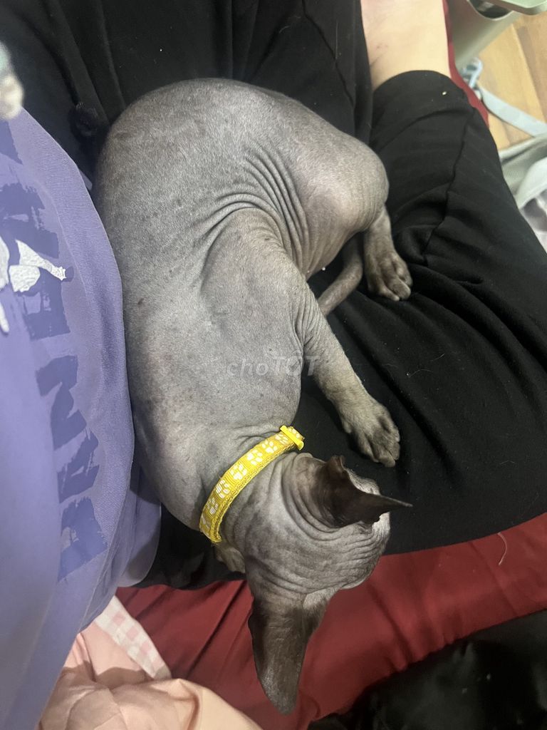 Cần tìm nhà mới. Mua bán Mèo tại Quận Hai Bà Trưng Hà Nội được đăng bởi Châu Trần Minh hình 1