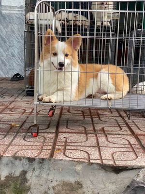 Đực vip đẹp. Mua bán Chó tại Thành phố Biên Hòa Đồng Nai được đăng bởi Nguyễn Văn Việt