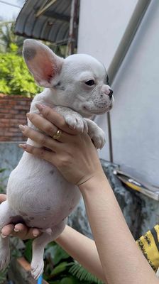 Chó Bull Pháp thuần chủng