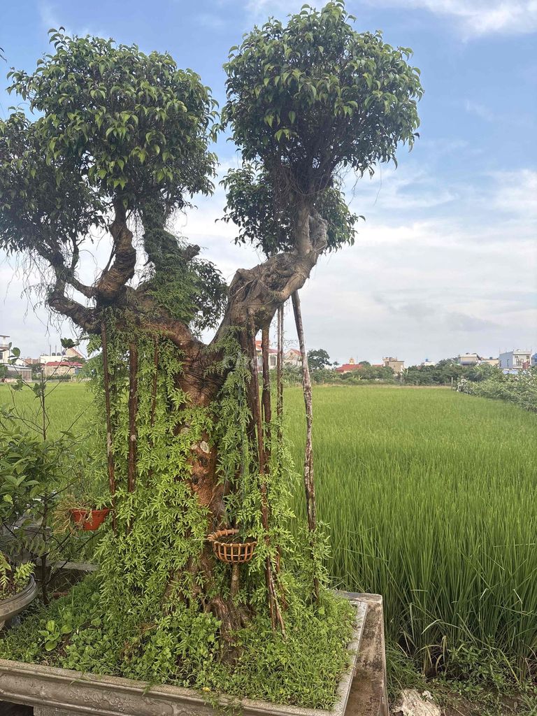 Cây cảnh thanh lọc không khí. Mua bán Cây cảnh, đồ trang trí tại Huyện Giao Thủy Nam Định được đăng bởi Châu Anh hình 1