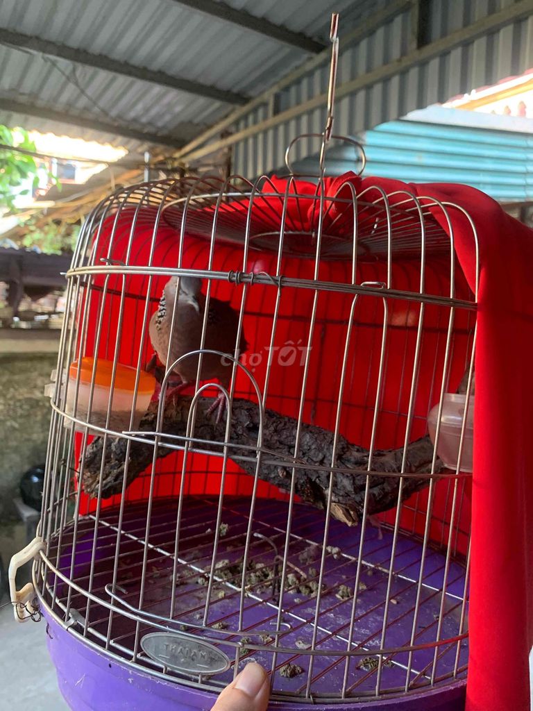 Chim cu gáy Phấn hồng Miền Bắc. Mua bán Chim tại Quận Long Biên Hà Nội được đăng bởi Trần Duy Thanh hình 1