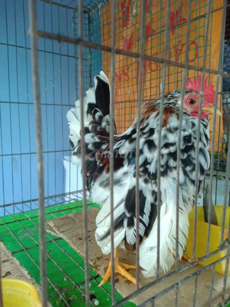 Gà Serama Đa sắc TLy. Mua bán Gà tại Thành phố Dĩ An Bình Dương được đăng bởi Thinh Pham hình 1