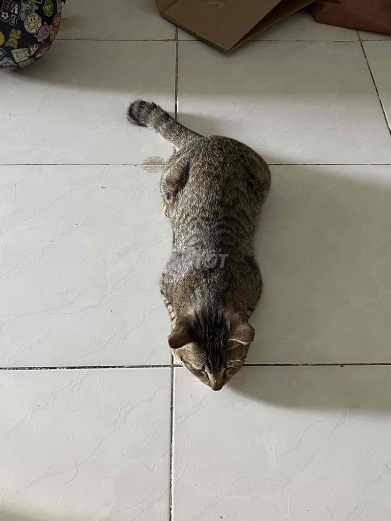 Mèo Đực Vằn 11 tháng Chưa tiêm. Mua bán Mèo tại Quận 12 Tp Hồ Chí Minh được đăng bởi Hữu Thành hình 1