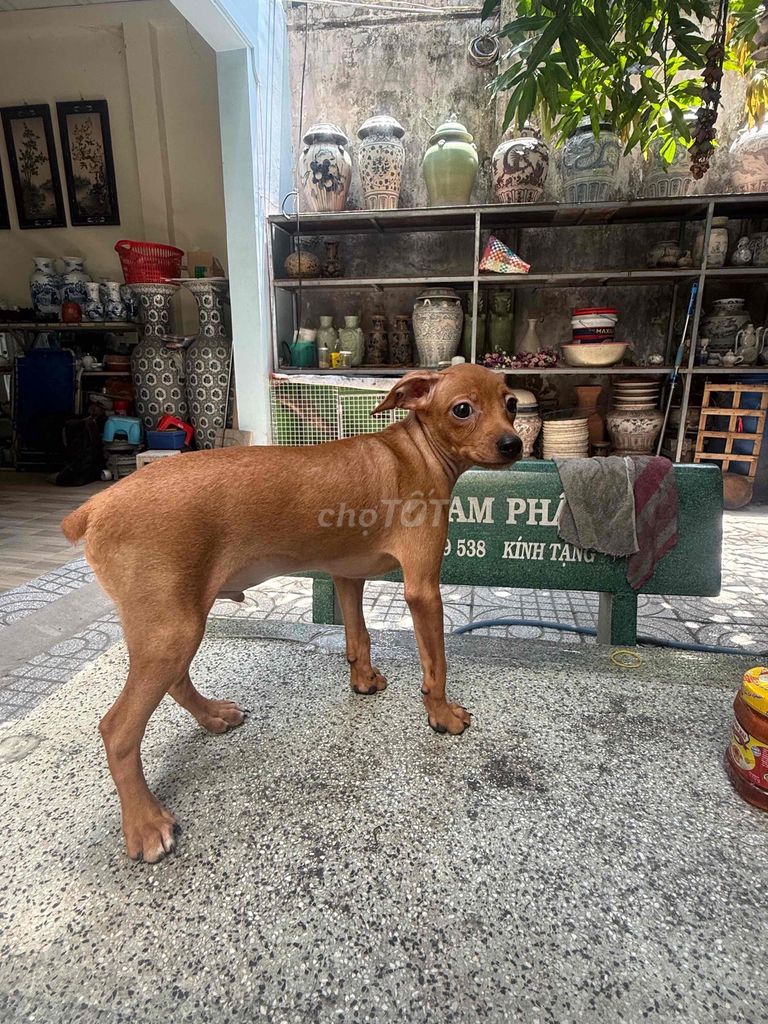 Chó Phốc đực Nâu. Mua bán Chó tại Quận 12 Tp Hồ Chí Minh được đăng bởi anh quang hình 1