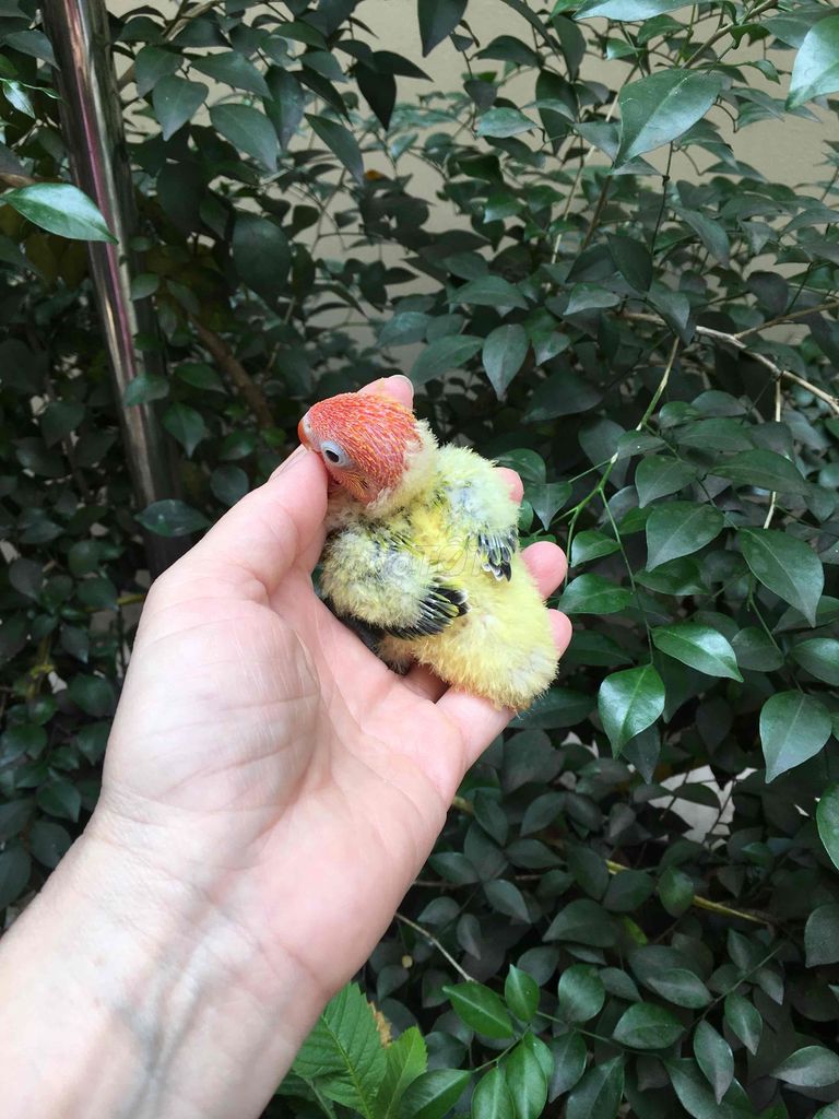 Lovebird non ko viềng và có viềng nuôi thuần