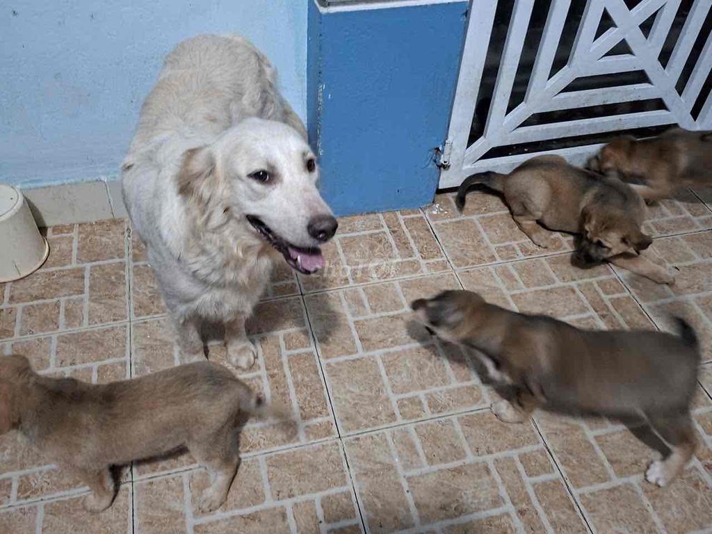 Chó lai nâu vàng 1 tháng tuổi. Mua bán Chó tại Quận Cẩm Lệ Đà Nẵng được đăng bởi Lê Tuan hình 1