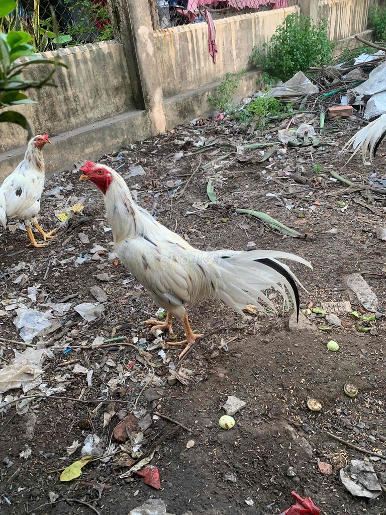 Bướm 2k950 tay dữ lông mới. Mua bán Gà tại Thành phố Long Xuyên An Giang được đăng bởi Ngân Long Xuyên hình 1