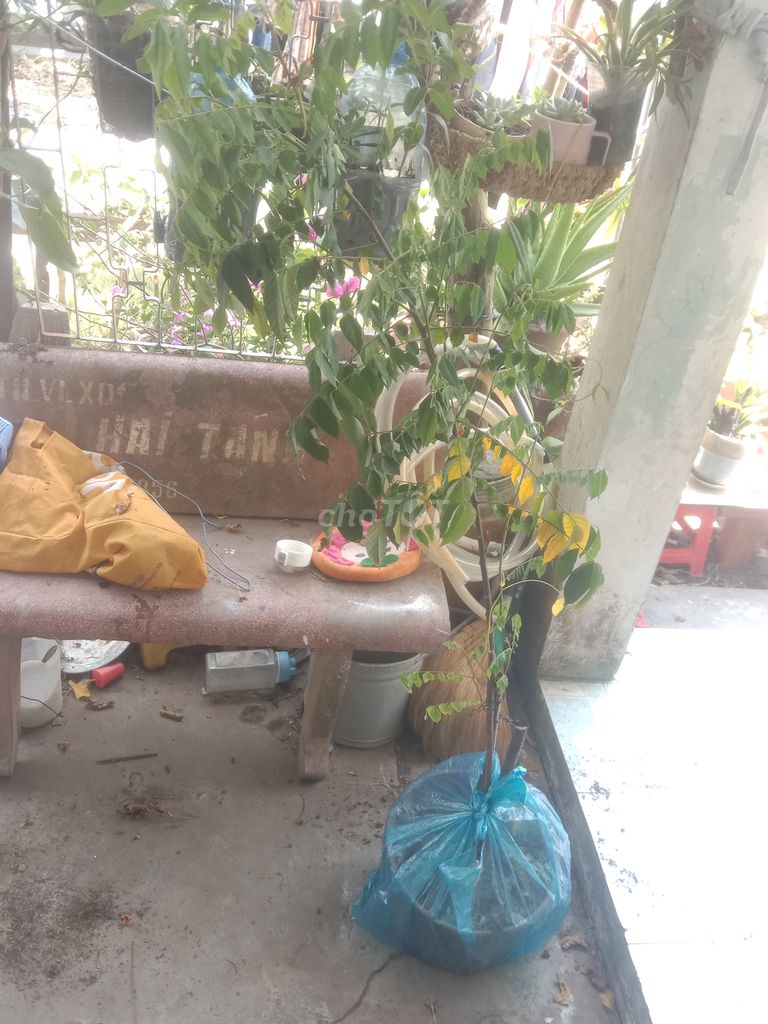Cây cảnh Khế ngọt 2 mét. Mua bán Cây cảnh, đồ trang trí tại Huyện Phong Điền Cần Thơ được đăng bởi Trung hình 1