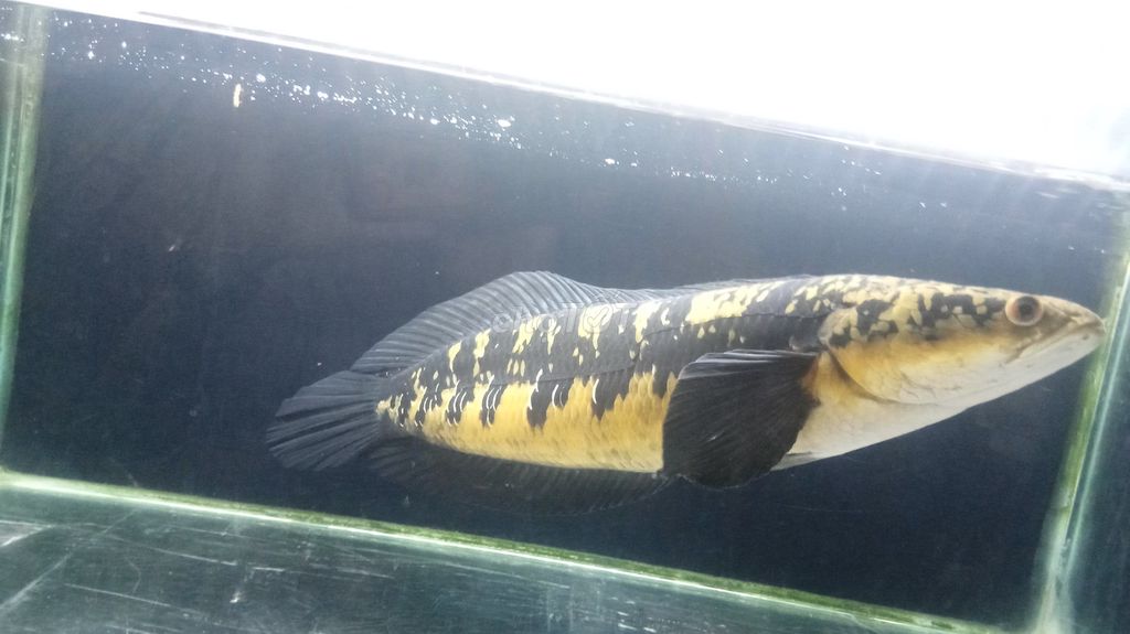 Cá cảnh Vàng Đen siêu to. Mua bán Thú cưng khác tại Huyện Nhơn Trạch Đồng Nai được đăng bởi Nguyễn văn miên  hình 1