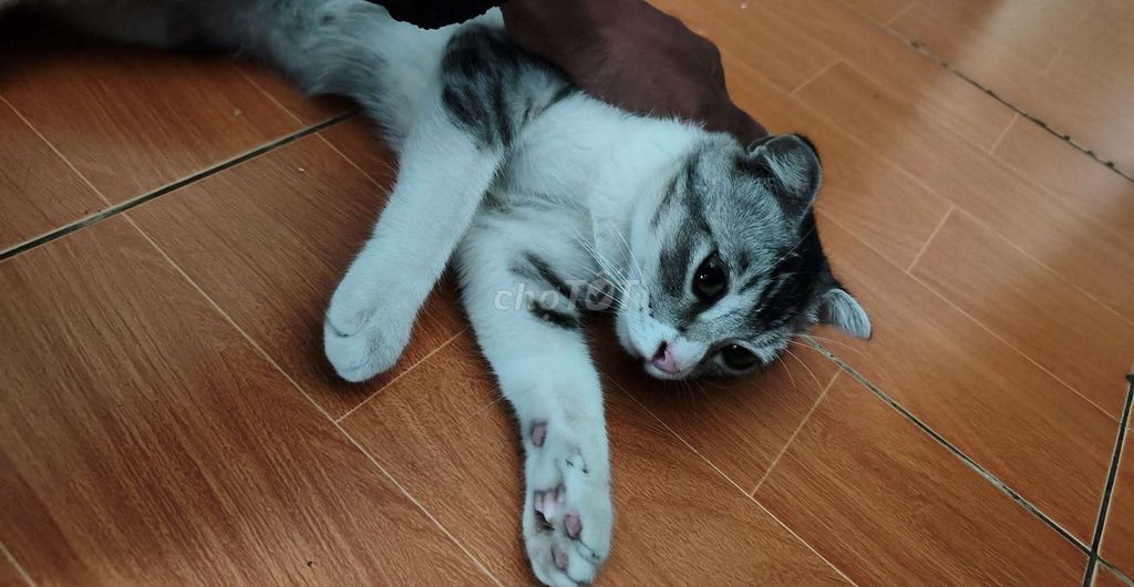 Mèo Lilac tai cụp Trắng xám 6 tháng. Mua bán Mèo tại Huyện Hóc Môn Tp Hồ Chí Minh được đăng bởi Choi Hoàng Nam hình 1