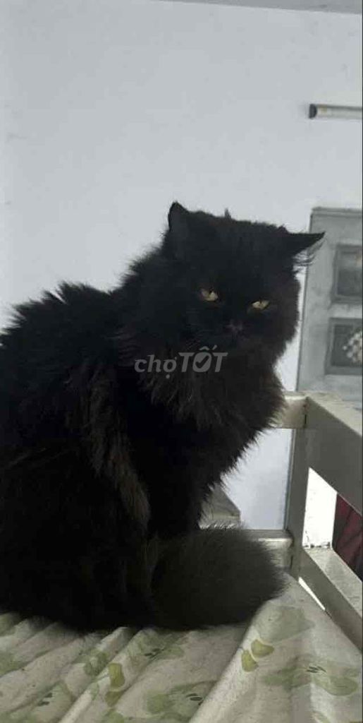 MaineCoon lai ALD. Mua bán Mèo tại Quận 7 Tp Hồ Chí Minh được đăng bởi Võ Nguyễn Phúc Nghị hình 1