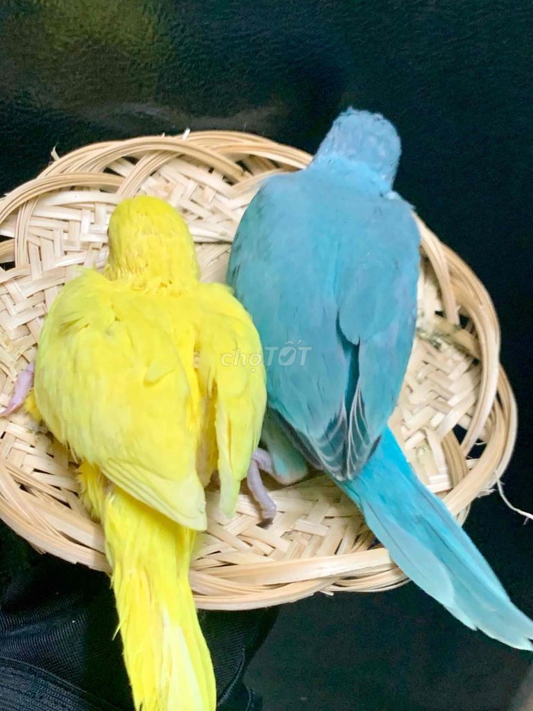Vẹt Ringneck Vàng - Xanh blue dạy nói và siêu hiền. Mua bán Chim tại Quận Tân Phú Tp Hồ Chí Minh được đăng bởi Pets nuôi Làm Cảnh hình 1