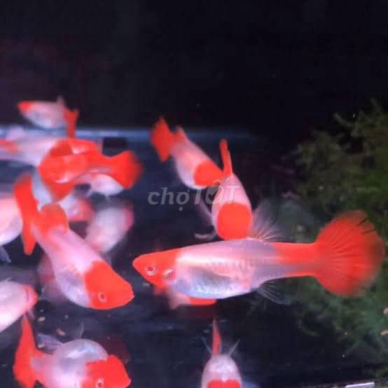 Cá bảy màu Koi Red Guppy Đỏ Trắng hiền lành. Mua bán Thú cưng khác tại Quận Hoàng Mai Hà Nội được đăng bởi Cá cảnh Kim Giang hình 1