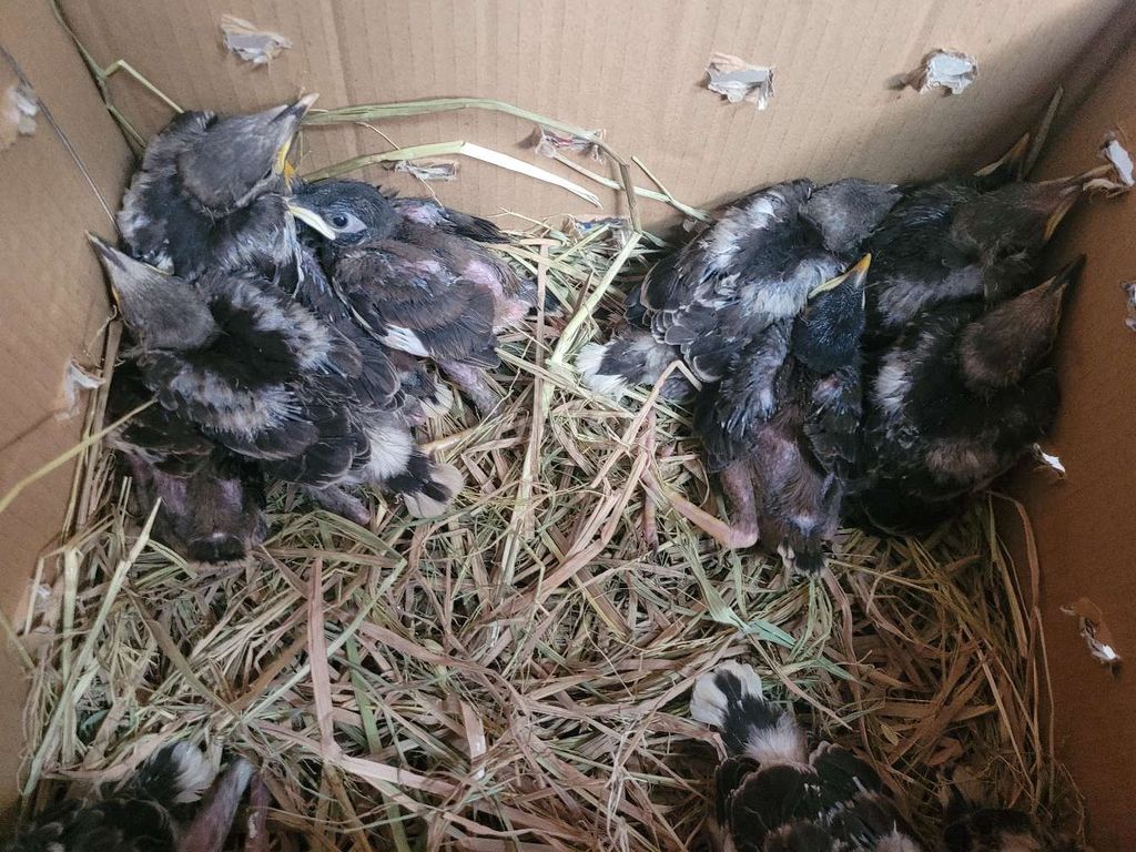 Chim Cà cưỡng non trống Đen trắng. Mua bán Chim tại Quận Bình Thạnh Tp Hồ Chí Minh được đăng bởi Shop chim cảnh hình 1