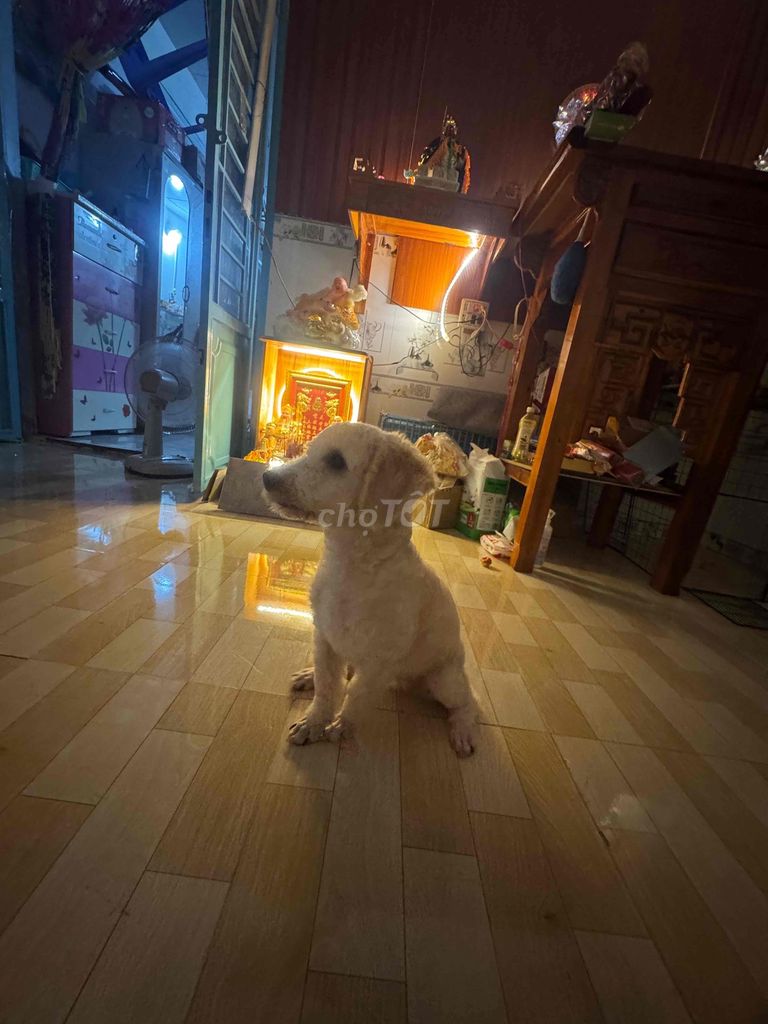 Chó Poodle lông xoăn mềm mại. Mua bán Chó tại Quận Bình Thuỷ Cần Thơ được đăng bởi Bảo Trân hình 1