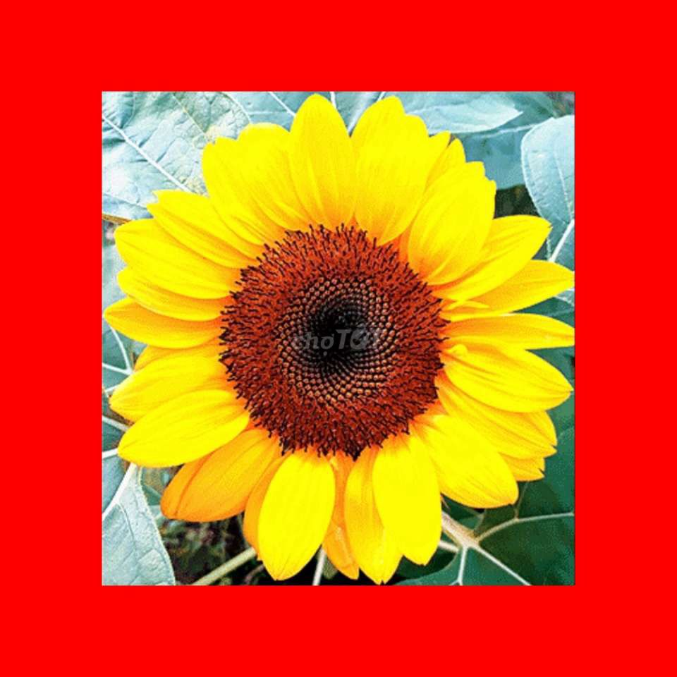 Công nghệ thông tin it Lập trình code website app. Dịch vụ tại Thành phố Thủ Đức Tp Hồ Chí Minh được đăng bởi Thảo hình 1