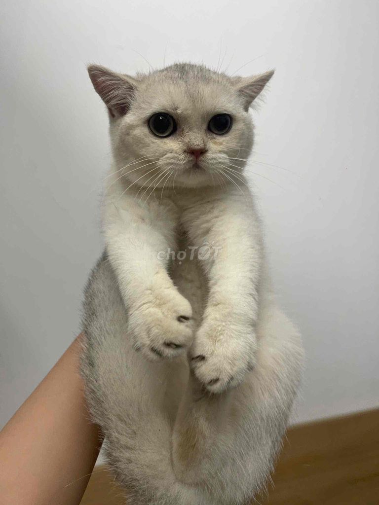 Gả bé silver 5 tháng