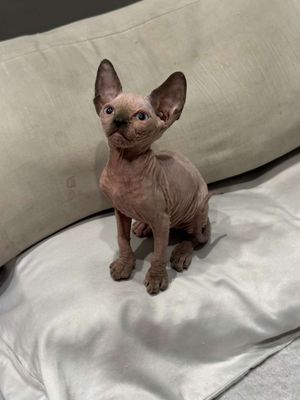 Mèo Sphynx siêu nhăn