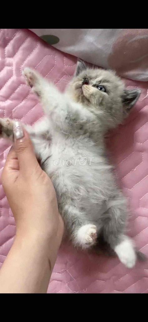 Mèo con Ragdoll Hima đực ham ăn form đẹp. Mua bán Mèo tại Huyện Gia Lâm Hà Nội được đăng bởi Bánh kem dau teyy hình 1