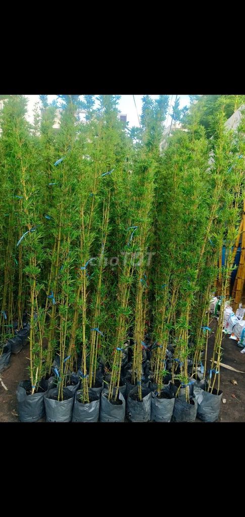 Cây Trúc quân tử 💚, trúc cần câu, 💙xanh mát. Mua bán Cây cảnh, đồ trang trí tại Quận Gò Vấp Tp Hồ Chí Minh được đăng bởi Tô Kem  hình 1