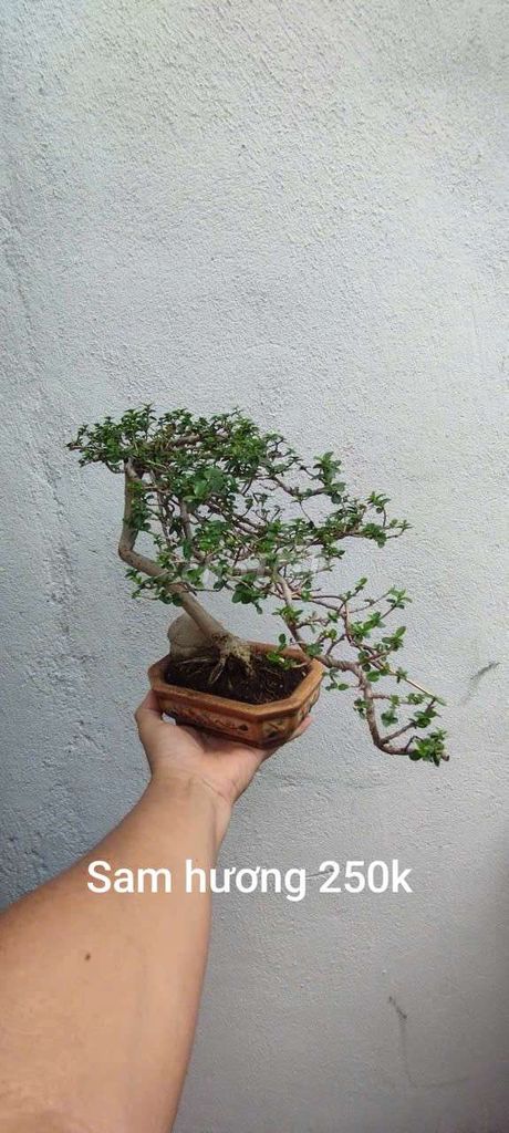 Cây cảnh Sam hương để bàn. Mua bán Cây cảnh, đồ trang trí tại Quận Gò Vấp Tp Hồ Chí Minh được đăng bởi quang hình 1