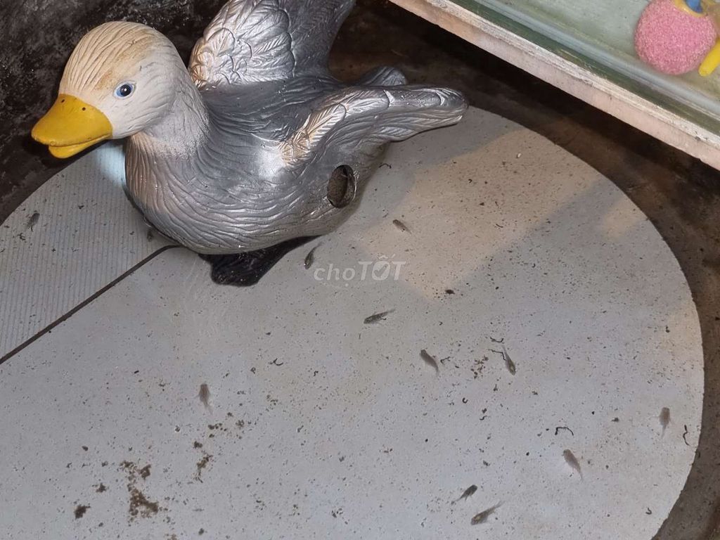 Cá két panda 4-6cm. Mua bán Thú cưng khác tại Quận 5 Tp Hồ Chí Minh được đăng bởi Huy hình 1
