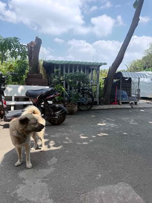 Chó con đen đã tiêm phòng