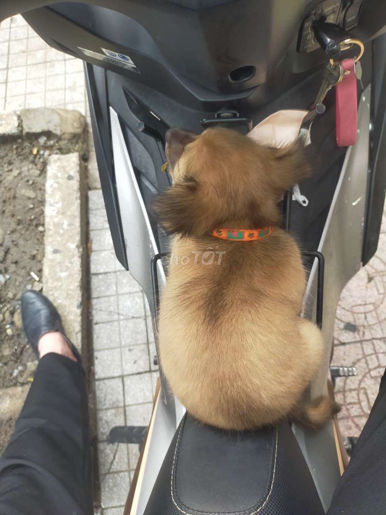 Chó 🐕 phốc sóc lai,C PQ, khôn ngoan nhanh nhẹn. Mua bán Chó tại Thành phố Biên Hòa Đồng Nai được đăng bởi Tu Nguyen hình 4