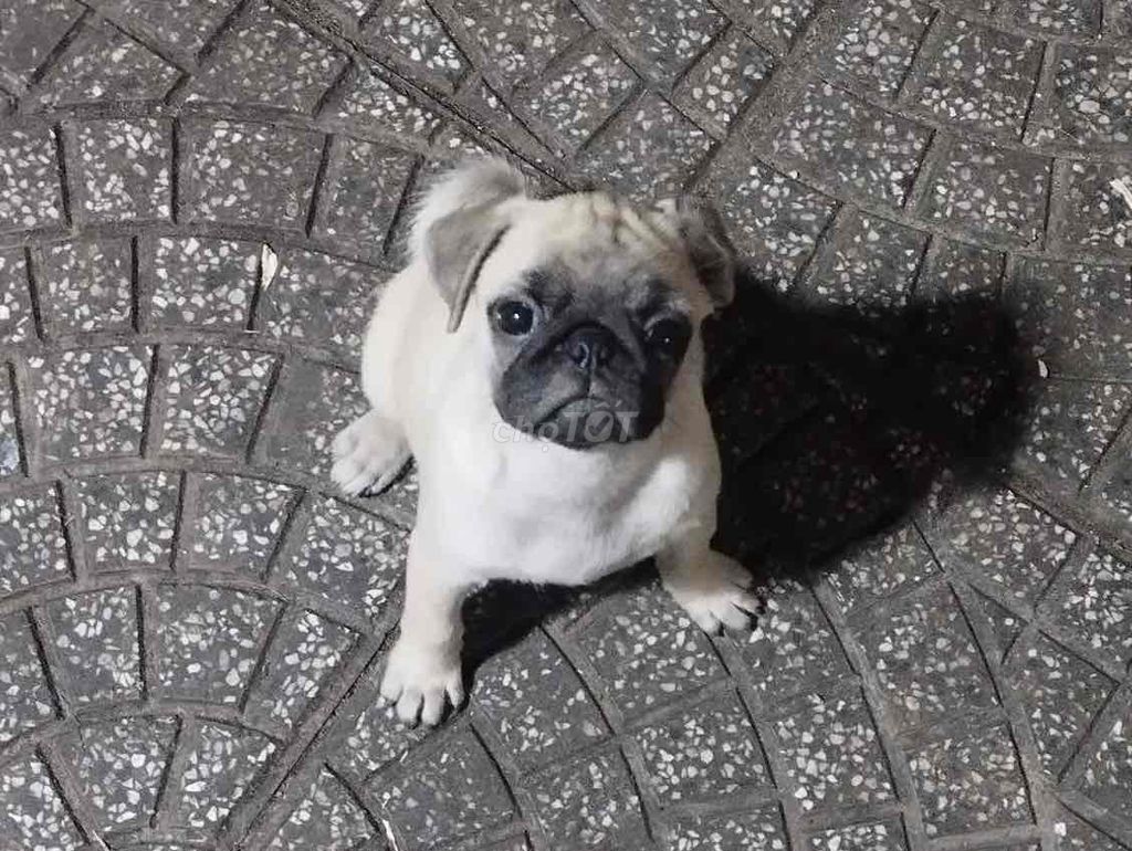 Chó Pug cái Vàng kem. Mua bán Chó tại Thành phố Thủ Dầu Một Bình Dương được đăng bởi Family Pug hình 1
