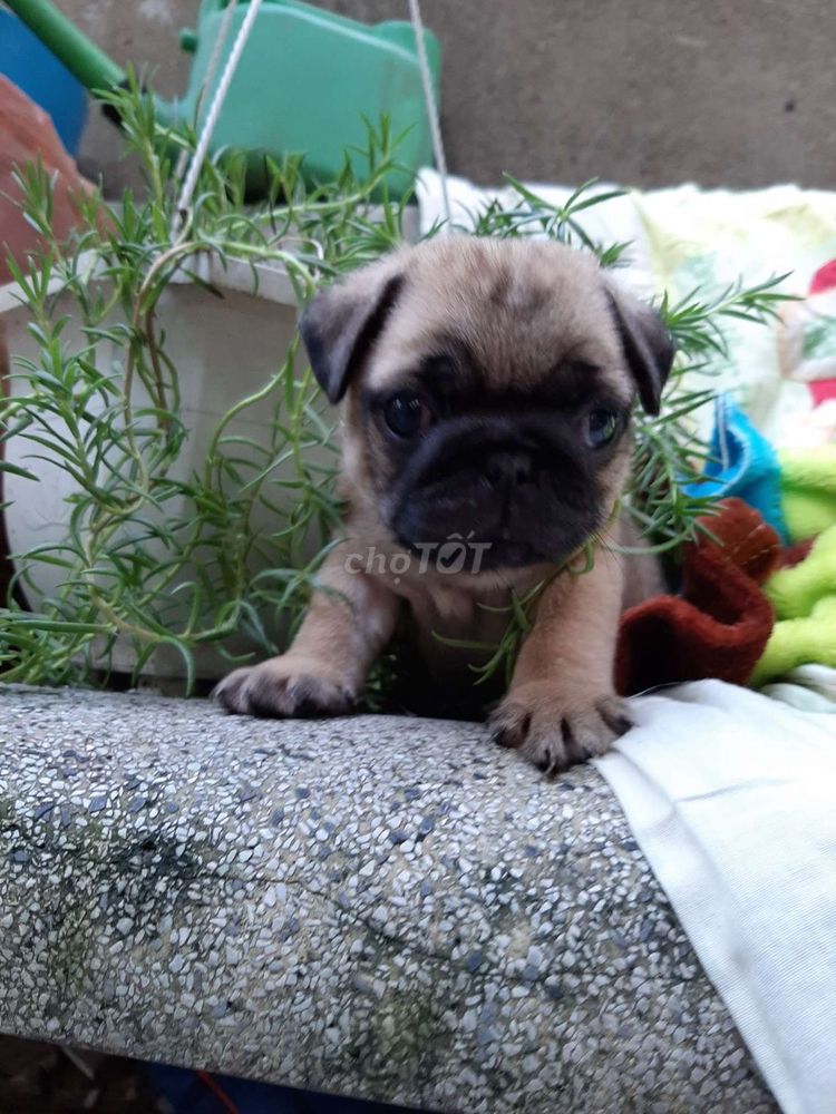 0906741843 - Pug đực thuần chủng 100%