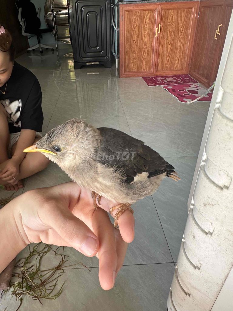 Chim Cà cưỡng non. Mua bán Chim tại Quận Ngũ Hành Sơn Đà Nẵng được đăng bởi Nguyễn Lời hình 1