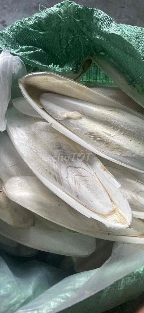 Thức ăn vật nuôi Mai mực khô. Mua bán Phụ kiện, Thức ăn, Dịch vụ tại Quận 5 Tp Hồ Chí Minh được đăng bởi Bùi Duy Lân hình 1