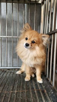Nhà dư chó Phốc Sóc, Đực 1 Tuổi. Mua bán Chó tại Thành phố Thủ Dầu Một Bình Dương được đăng bởi phạm thời công 